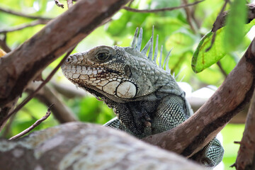 Iguana.

Alter do Chão em Santarém do Pará.
