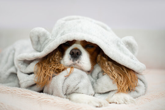Cavalier king charles spaniel Close up portrait funny dog lying on light sheets sunny weekend morning relax. Happy home atmosphere cozy mood. Petfriendly hotel