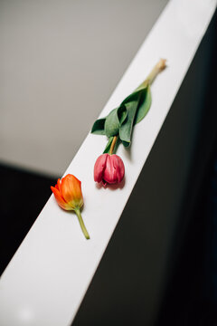 Tulip fever.