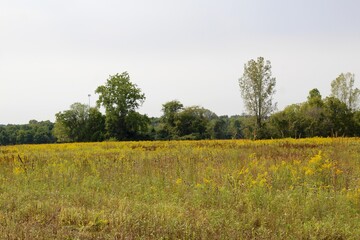 Fototapeta premium The peaceful view of the tall grass field in the countryside.