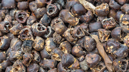 Stack of Arenga pinnata kernel / rind as the waste of kolang kaling (traditional beverage from Indonesia) industry, potentially used for fertilizer or bioenergy industry