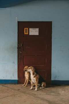 Two dogs sitting at the door of a classroom