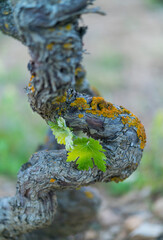 Vineyard, Laguardia, Alava, Basque Country, Spain, Europe