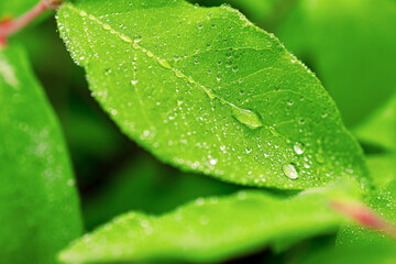 dew drops on a green leaf of honeysuckle, close-up