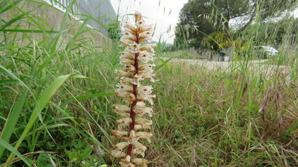 Orchidea nido d'uccello