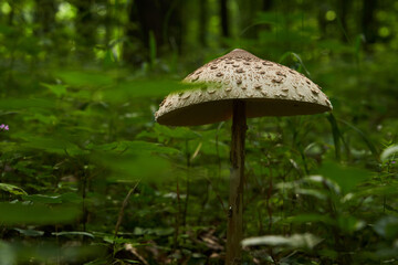 Mushroom with big umbrella standing in the dark forest