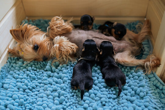 newborns still blind Yorkshire Terrier puppies eat their mother's milk. lie rest after lunch, sleep