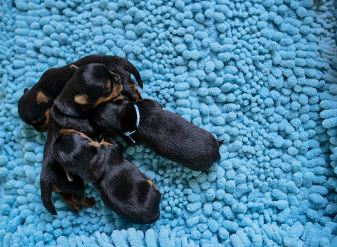 newborns still blind Yorkshire Terrier puppies lie rest after lunch, sleep - Powered by Adobe