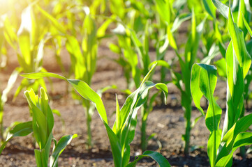 Beautiful morning sunrise over the cornfield, a green corn field in agricultural garden and light shines sunset in the Morning Mountain background