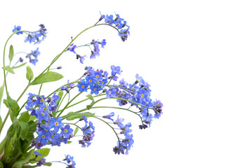 Forget-me-not flowers om white background. Myosotis scorpioides - small flowers are pink in bud and become blue when fully open, yellow centers and white honey guides. Mother's day theme.