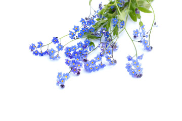 Forget-me-not flowers om white background. Myosotis scorpioides - small flowers are pink in bud and...