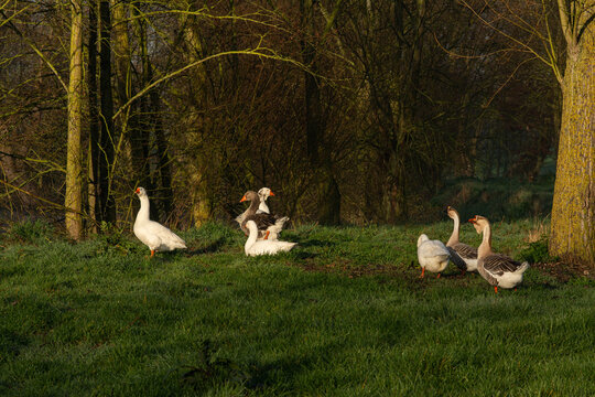 A flock of geese, they move in the grass under the trees, around a pond. The male protects the group.