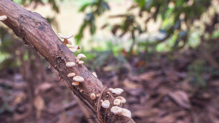 white mushroom grow on the trunk of a tree