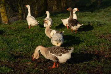 A flock of geese in a meadow with trees in the background. They move away. The male protects the group he tilts his head towards the ground.