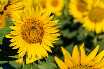 Close-up of a sunflower with a bee