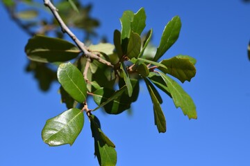 Leaves of a live oak tree against a blue background