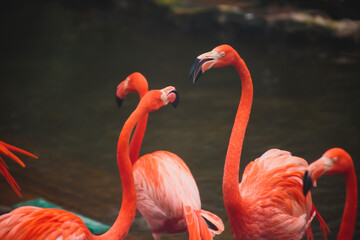 A group of pink flamingos hunting in the pond, Hong Kong, China, Kowloon Park, Oasis of green in urban setting, flamingo