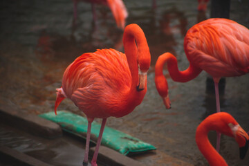 A group of pink flamingos hunting in the pond, Hong Kong, China, Kowloon Park, Oasis of green in urban setting, flamingo
