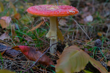Pilze im Herbst