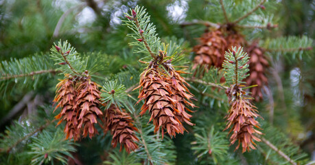 Brown pine cones on the evergreen branch Germany