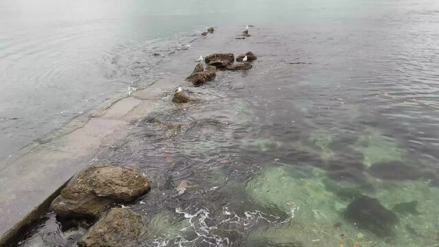 Gaviotas posadas en rocas en la costa vasca del mar cantabrico