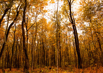 Fototapeta premium Beautiful Orange Autumn Forest view.