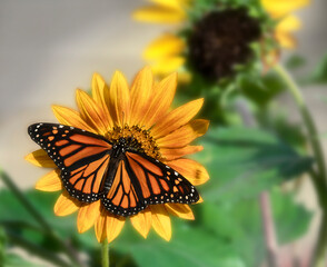 Monarch Butterfly on a bright sunflower with wings spread