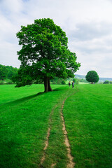 Large green tree with two people walking on a small path below it on a hilly countryside in the peak district