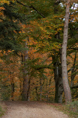 A sequence of tall massive trees along the walk path in the forest during autumn time. Day time in the autumn woods.