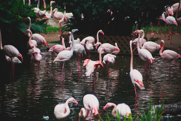 Obraz premium A group of pink flamingos hunting in the pond, Hong Kong, China, Kowloon Park, Oasis of green in urban setting, flamingo