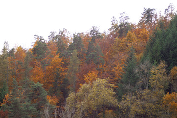 View of a hill covered with trees. Autumn colorful vibrant foliage in the day time. Breathtaking nature.