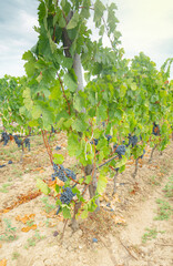 Fototapeta na wymiar carignano vineyard with grapes ripening ready for harvest 