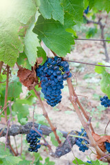 carignano vineyard with grapes ripening ready for harvest
