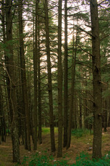 Discover the beauty of the forest