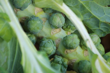 Green plants with brussels Sprouts in the morning sun