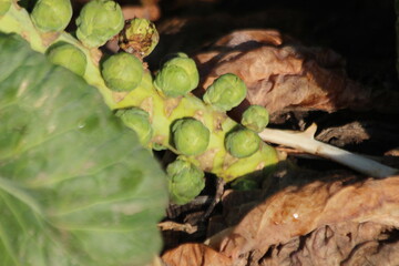 Green plants with brussels Sprouts in the morning sun