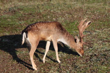 Fallow deer in the wild in the Amsterdamse Waterleidingduinen nature reserve