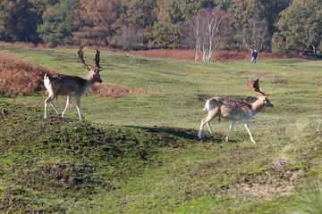 Fallow deer in the wild in the Amsterdamse Waterleidingduinen nature reserve