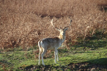Naklejka na ściany i meble Fallow deer in the wild in the Amsterdamse Waterleidingduinen nature reserve