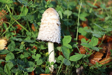 sponge dung in clover