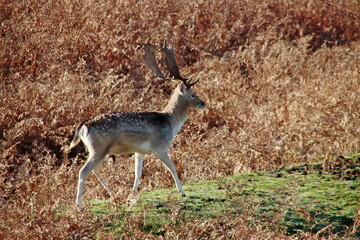 Fallow deer in the wild in the Amsterdamse Waterleidingduinen nature reserve