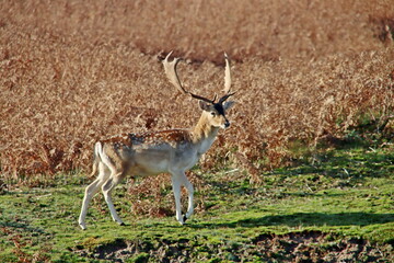 Fallow deer in the wild in the Amsterdamse Waterleidingduinen nature reserve