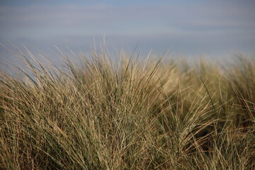 haram grass in the dunes of the Amsterdam Waterleidingduinen