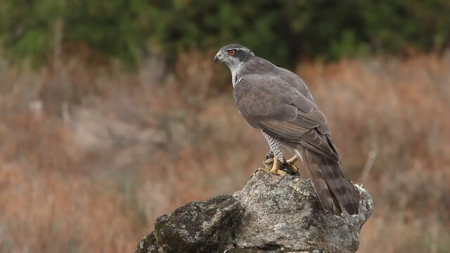 Northern goshawk adult female on a rock trunk in an oak and pine forest in the colors of autumn with the last lights of the day