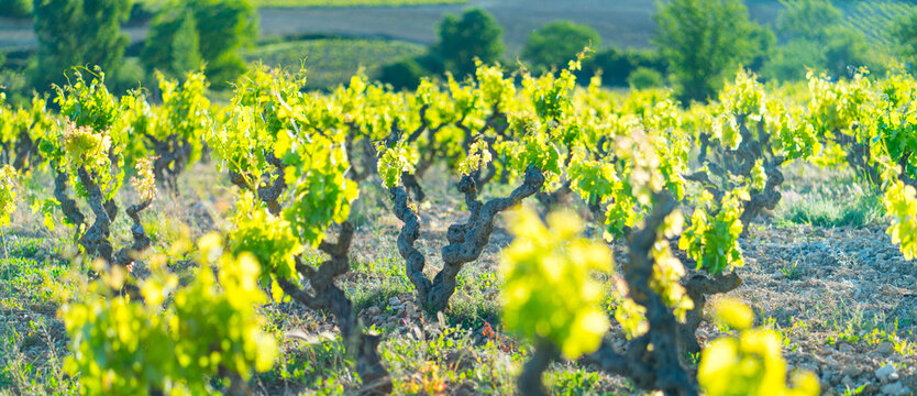 Vineyard, Laguardia, Alava, Basque Country, Spain, Europe