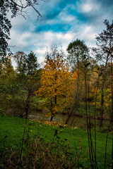 Fototapeta premium Wald