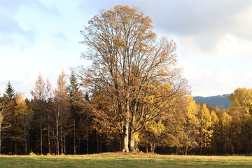 autumn landscape with trees