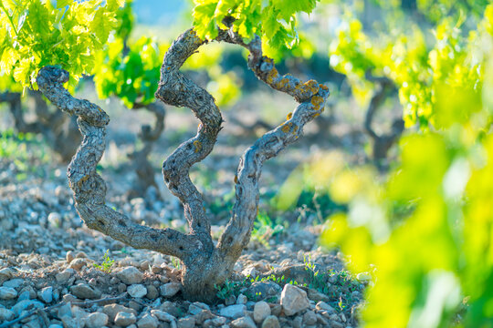 Vineyard, Laguardia, Alava, Basque Country, Spain, Europe