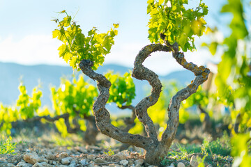 Vineyard, Laguardia, Alava, Basque Country, Spain, Europe