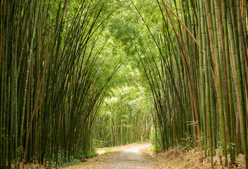 caminho de bambu
